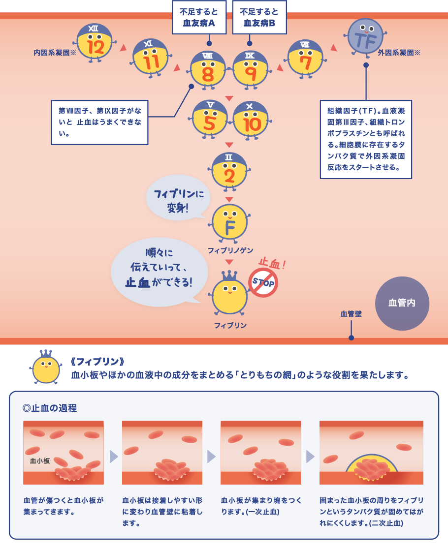 血友病について 血友病及び類縁疾患について 患者 ご家族の皆さま ｋｍバイオロジクス株式会社